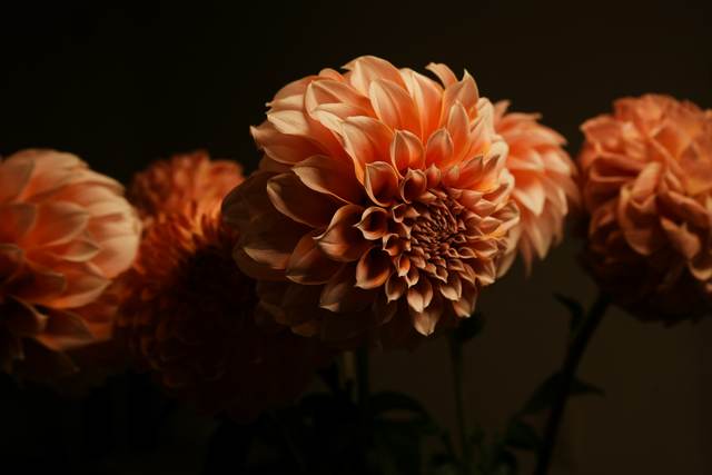 Perzikkleurige dahlia’s