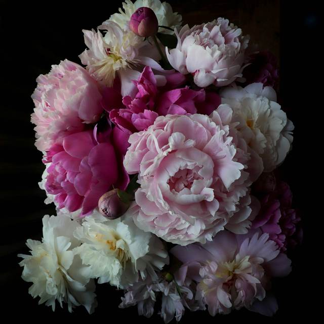 Een bos roze en witte pioenen